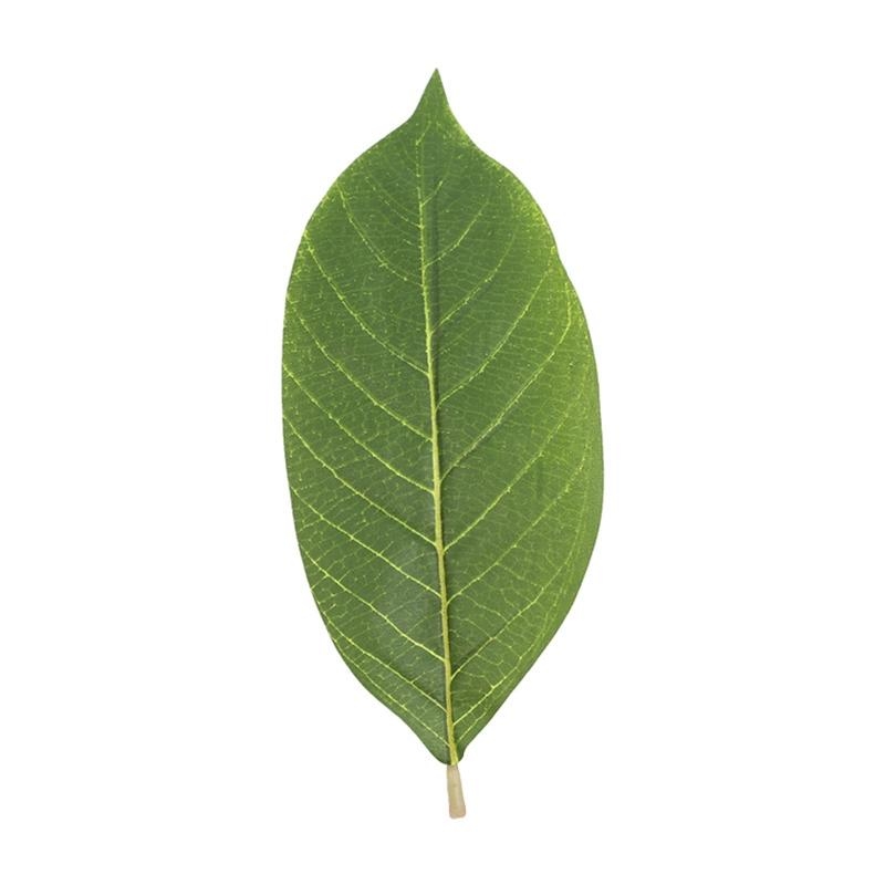 Folhas artificiais magnólia ve - Artificial Hanging Plants avaliação e preço